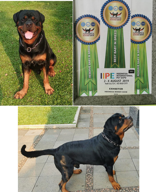 Pejantan Rottweiler : Donner V Rubberwald