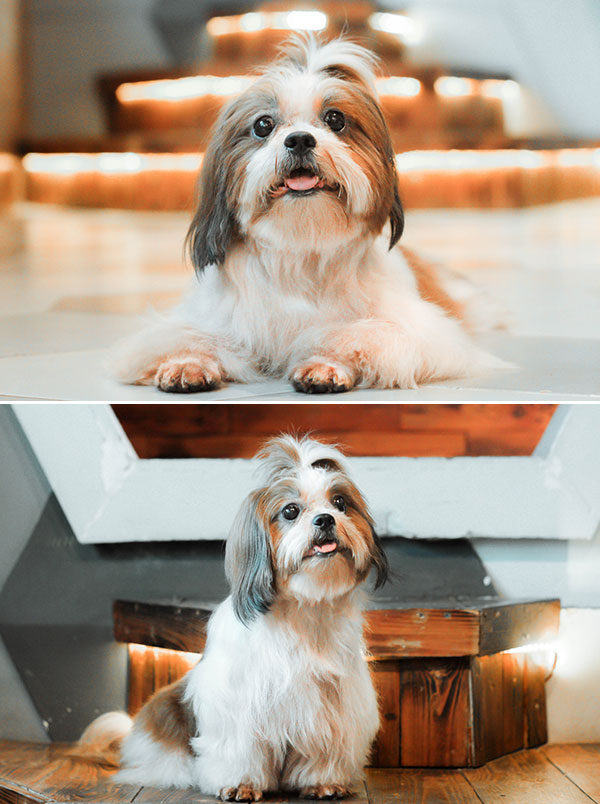 Pejantan Shih Tzu L L. Kuikui Von Ray Rainbow