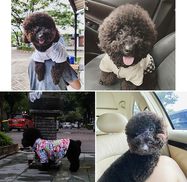 Pejantan Black Toy Poodle : My Lilpet Dodo (Kilo)