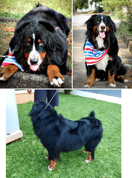 Pejantan Mountain Bernese : Romanov of Little Babuskha