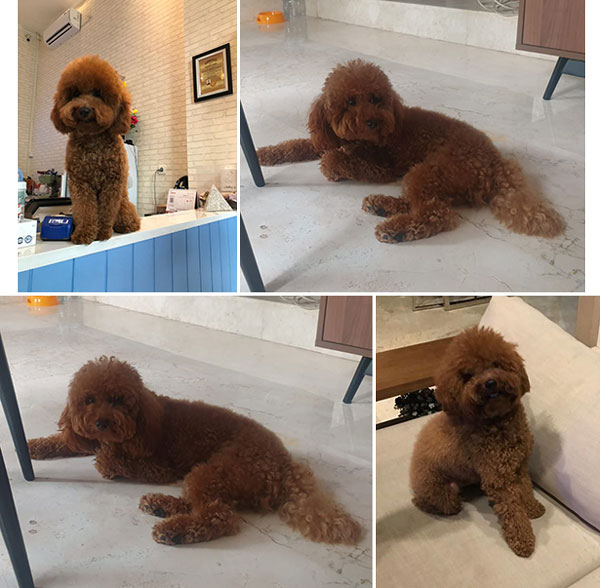 Pejantan Red Toy Poodle : Maxxi Twomkennel