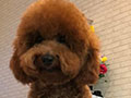 Pejantan Red Toy Poodle : Maxxi Twomkennel