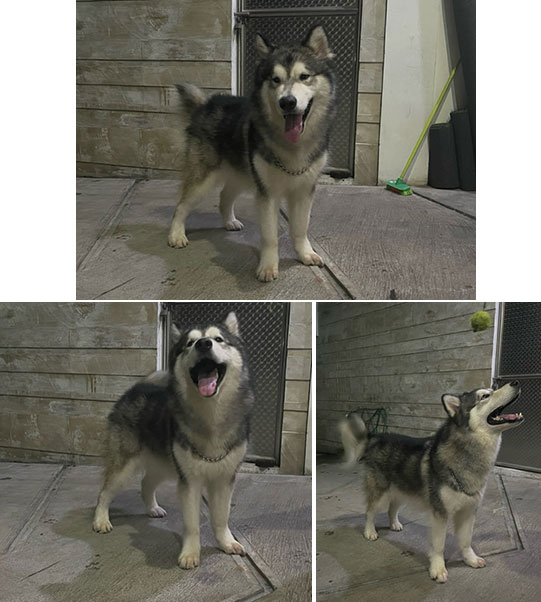 Pejantan Alaskan : One Von Exotic Premium Kennel