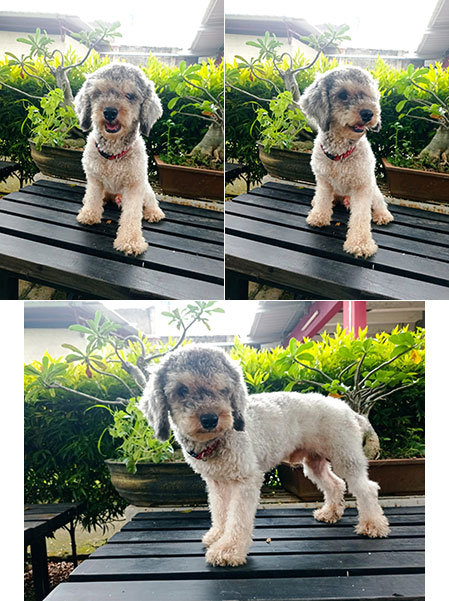 Pejantan Poodle Silver : Boyo V Lovely Blessing
