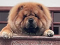 Pejantan Chow Chow : Mr. Zippo V West Star Kennel