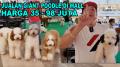 Giant Poodle Harga 98 Juta