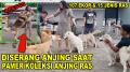 Pamer 15 Jenis Anjing Ras