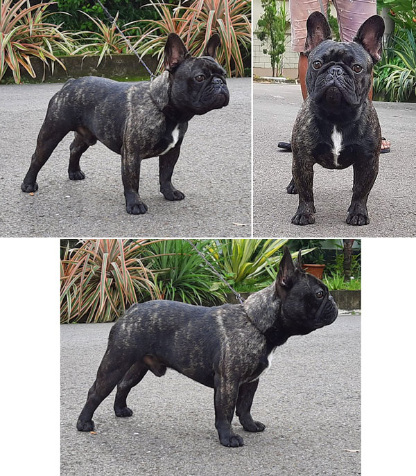 Pejantan Frenchie : Sambros For Bon Viktory