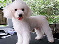 Pejantan Snow White Toy Poodle : Bailey Von N.N