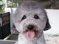 Pejantan Silver Toy Poodle : Austin V Victory