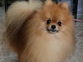Pejantan Pomeranian : Valdo Von Kacapiring