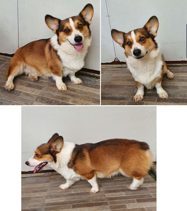 Pejantan Corgi : Bruce von Brave Hond