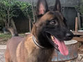 Pejantan Malinois : Royal King Malinois Casper