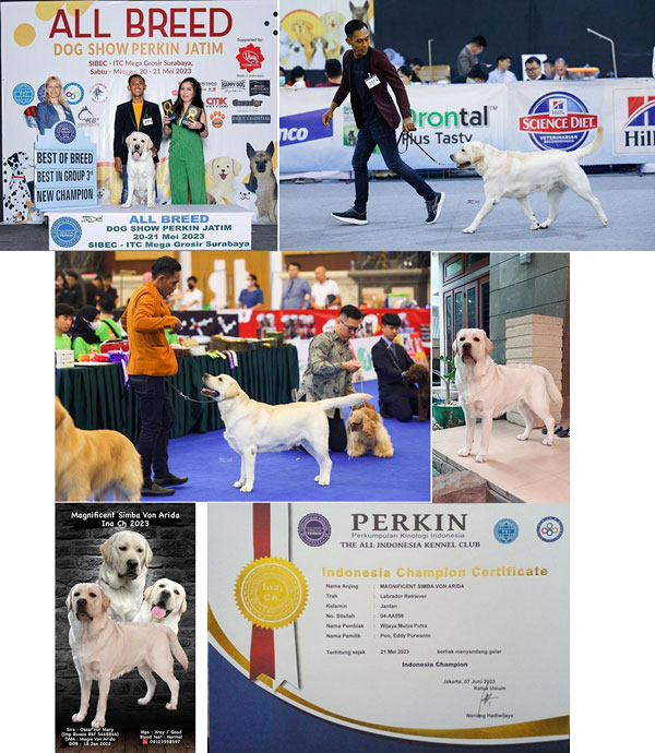 Pejantan Labrador : INA CH Magnificent Simba von Arida