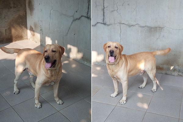 Pejantan Labrador : Excellent of Golden Reffs II