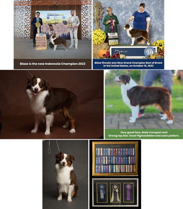 Pejantan Miniature American Shepherd : Blaze