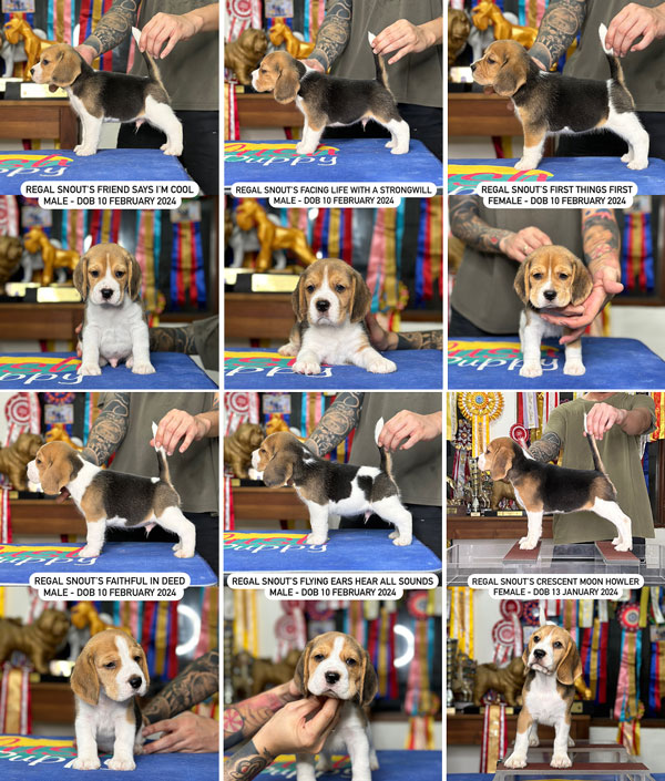 Anjing Beagle Good Quality & Show Prospect