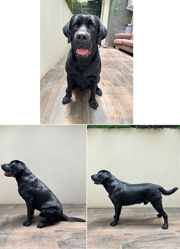 Pejantan Labrador : Heavens Paradise Rockwell