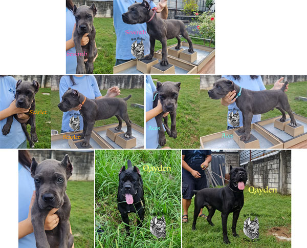 Superb Quality Cane Corso Puppies & Young Adult