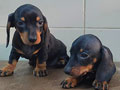 Jual Dachshund