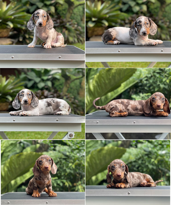 Puppy Male Double Dapple Dachshund