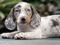 Puppy Male Double Dapple Dachshund
