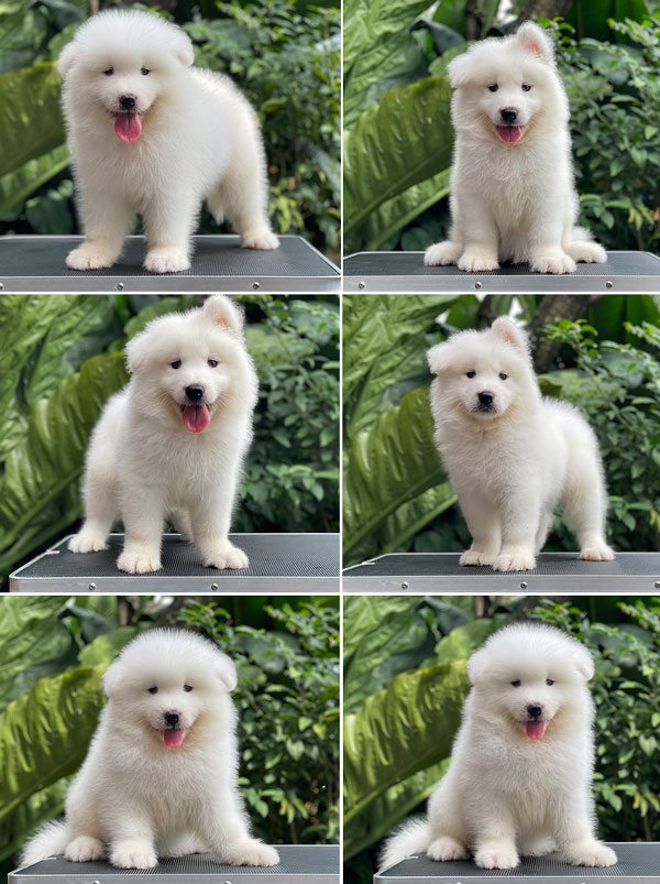 For Sale Samoyed Puppies Male 