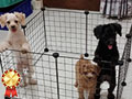 Jual 5 Ekor Anjing Poodle