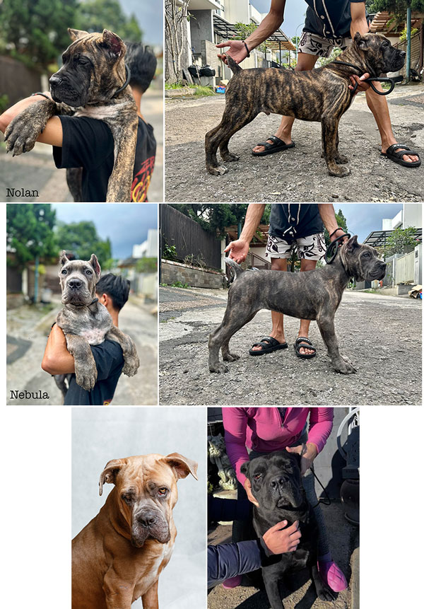Dijual Show Prospect Cane Corso Puppy