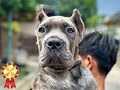 Dijual Show Prospect Cane Corso Puppy