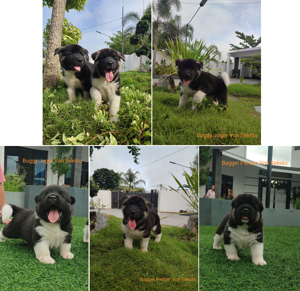 Dijual 2 Puppies American Akita