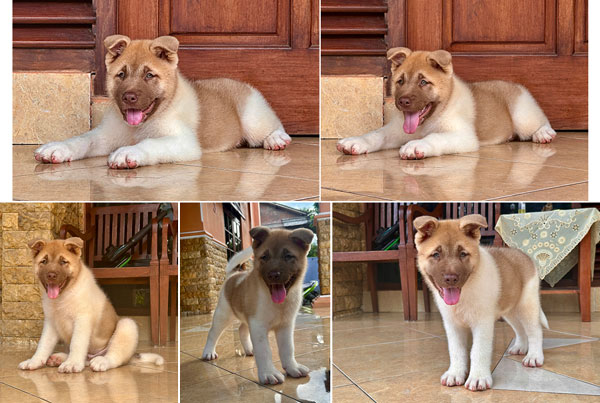 Jual Puppy American Akita Jantan Quality Sangat Bagus