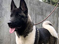 American Akita Female Remaja