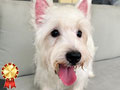 Dijual 2 Ekor Anakan Westie Good Quality