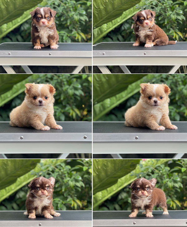 For Sale Puppies Male Female Long Coat Chihuahua