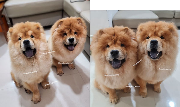 Jual 2 Ekor Female Chow Chow Puppies High Quality