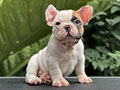 For Sale Puppies Male French Bulldog