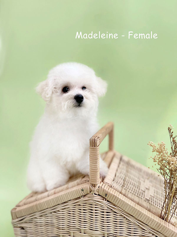 Available Bichon Frise Puppy