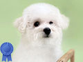Available Bichon Frise Puppy