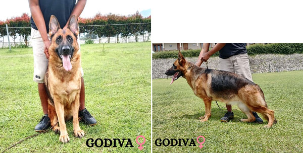 Jual Anjing Herder Betina Berkualitas