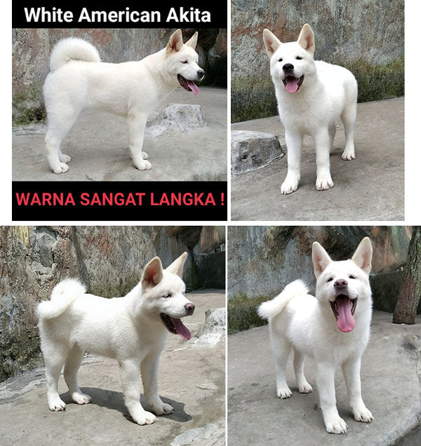 For Sale White American Akita Very Rare Colour