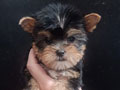 Jual 4 Ekor Yorkie Super Kecil