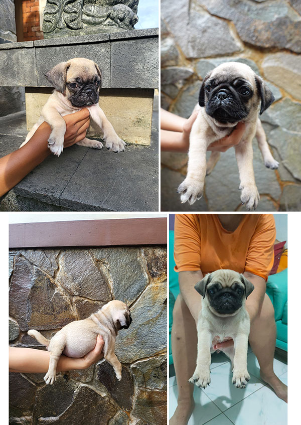 Jual Pug Big Bone Termurah