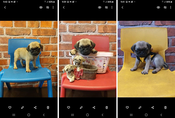 Jual Pug Fawn Super Murah