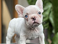 For Sale Puppies White French Bulldog Flip Flop