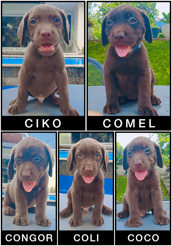 Jual Best Quality Brown Labrador Puppies