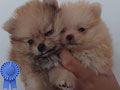 Harga Miring Mini Pom Teacup Bloodline Taiwan