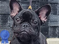 Puppy French Bulldog Female