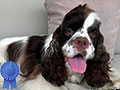 Dijual American Cocker Spaniel Kualitas Show
