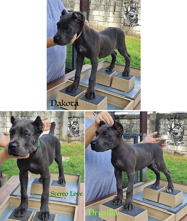 Quality Cane Corso Female Puppies Available
